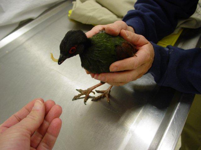Crested Wood Partridge